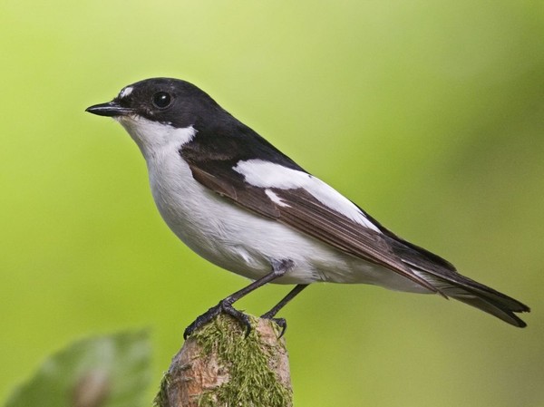 Oiseau