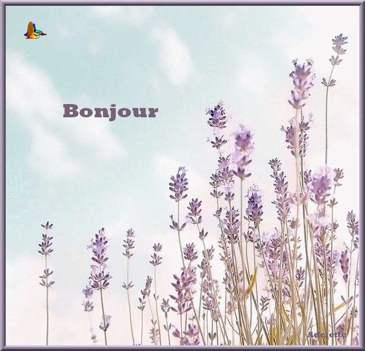 Bonjour