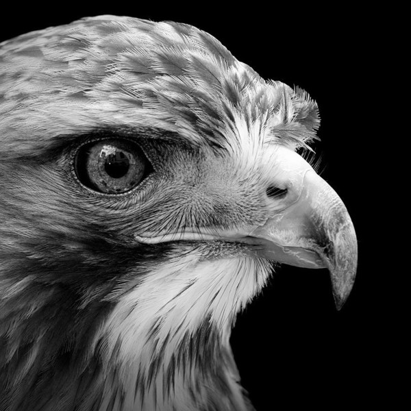 Rapace en noir et blanc