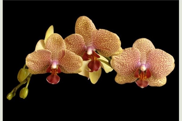 Orchidée