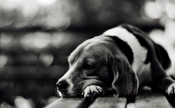 Chien noir et blanc