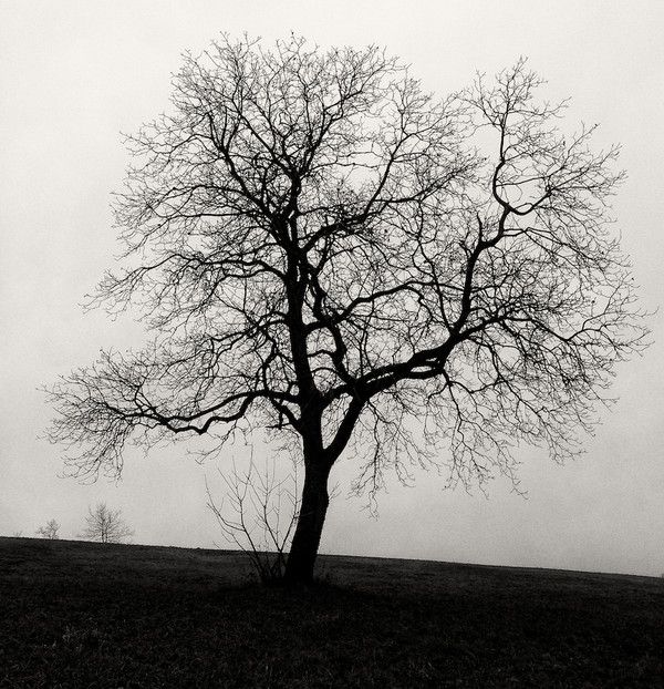 Arbre en noir et blanc