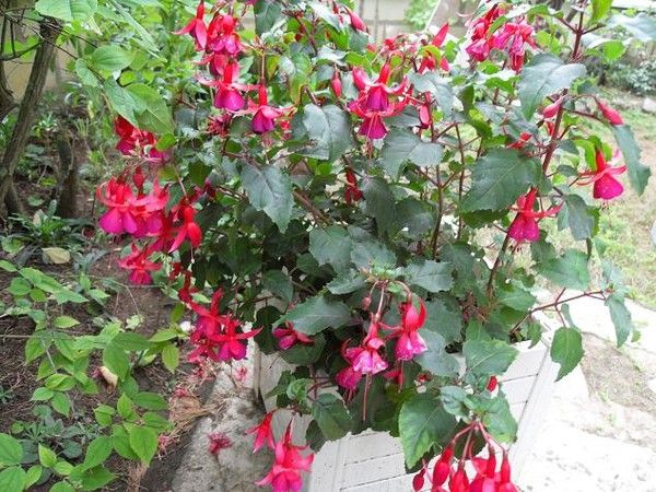 Fushia