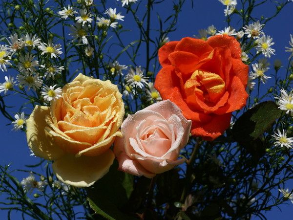 Belles roses