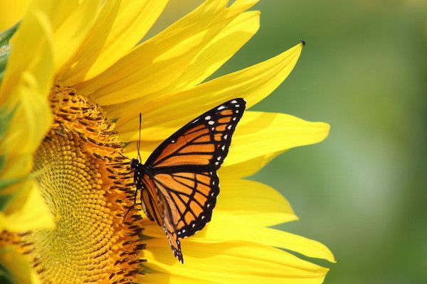Housse De Volant à Fleurs Jaunes Et Papillons - Néoprène Antidérapant - Pour La Plupart Des Modèles De Voiture