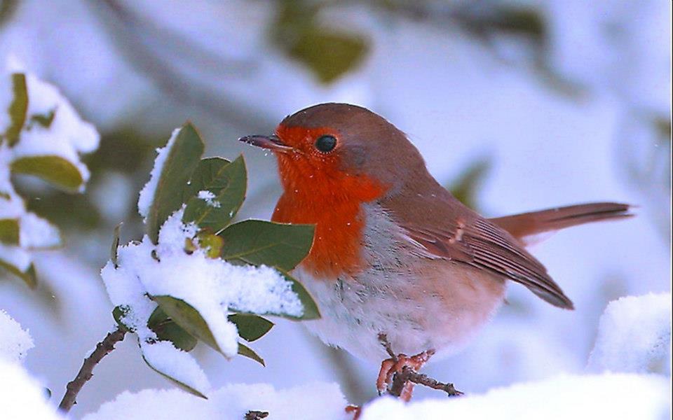 Oiseau Dans La Neige