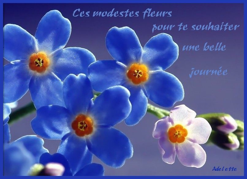 Ces Modestes Fleurs Pour Te Souhaiter Une Bonne Journée