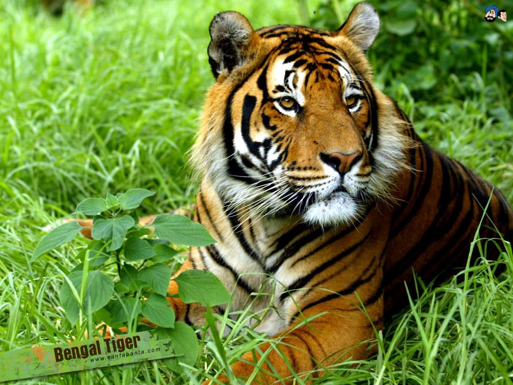 Tigre