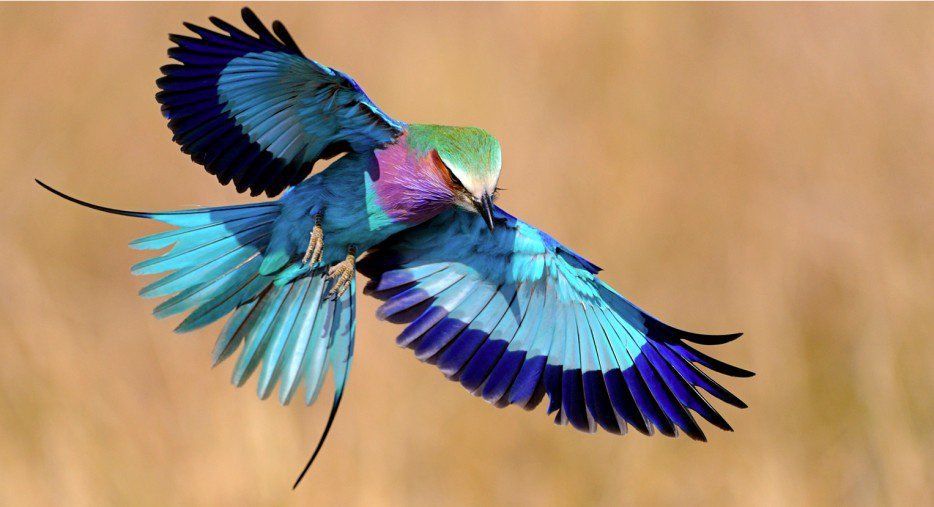 Bel oiseau bleu