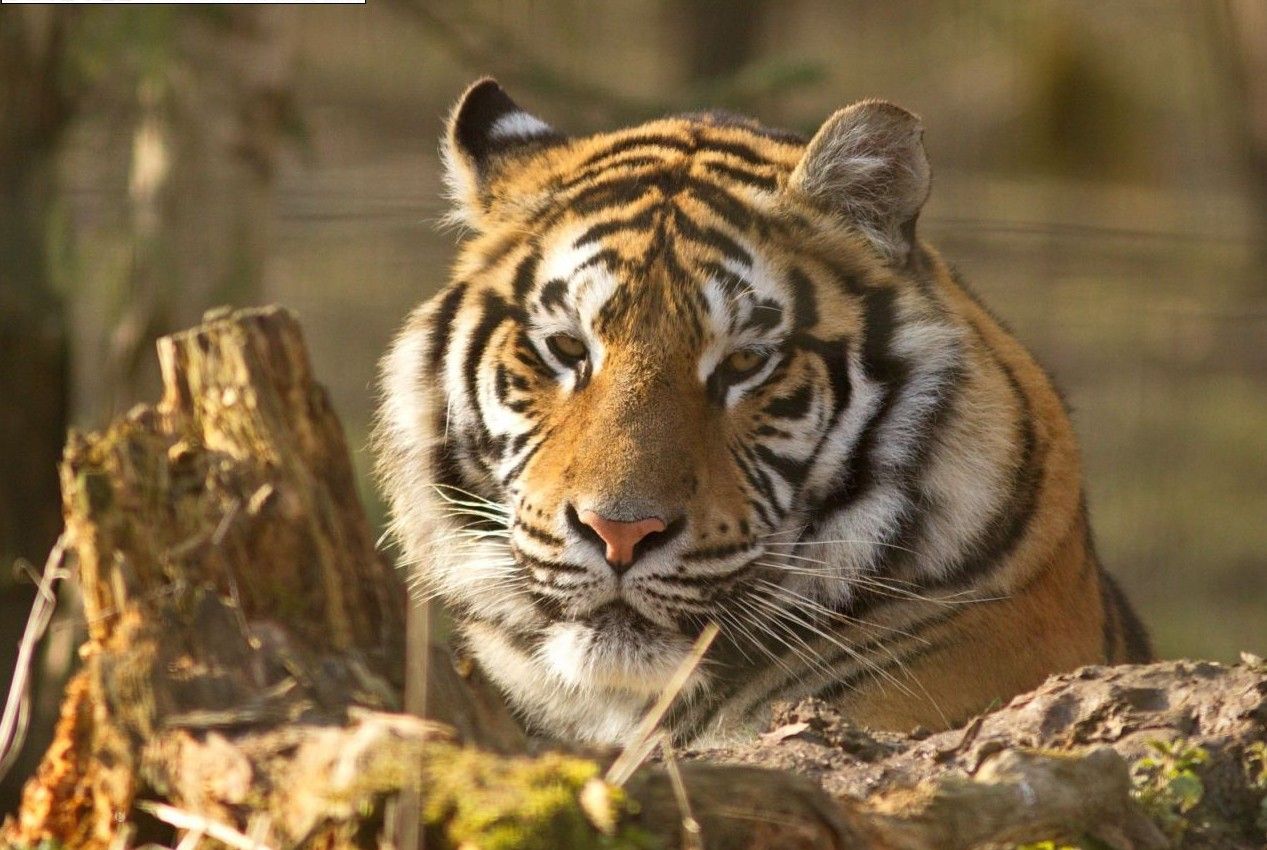 Tigre